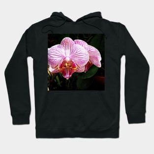 Orchid Love Hoodie